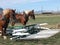 Rural activity: Haystacking operation with horses.