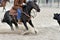 Rural Activity: A ranch horse makes a quick stop