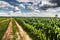 Rural agriculture farming landscape