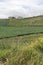 Rural Andean landscape, welsh onion fields, Allium fistulosum, in Aquitania