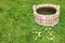 Rural animal water drinking pot on green grass field and white common daisy flowers