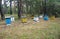 A rural apiary or bee yard with many multi colored beehives with honey bees is placed in a linden forest for better honey yield