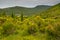 Rural area in the French Pyrenees