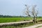 Rural area view surrounding with green paddy rice field