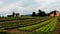 Rural Areas Salad field Mix Vegetable garden