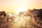 Rural asian landscape with cows and goats at sunset meadow