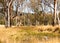 Rural Australia countryside water hole gum trees