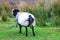 Rural autumn landscape, painted sheep herd in a beautiful mountain meadow, healthy livestock feeding in a lush rural environment,