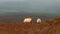 Rural autumn landscape, painted sheep herd in a beautiful mountain meadow, healthy livestock feeding in a lush rural environment,