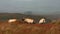 Rural autumn landscape, painted sheep herd in a beautiful mountain meadow, healthy livestock feeding in a lush rural environment,