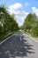 rural avenue with green cherry trees in summer