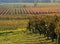 Rural background. Colorful autumn vineyards in Friuli