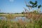 Rural background Thailand landscape beyound wild grass seedheads