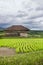 Rural Bali scenery with green rice field and a hut used to save cattle. Agriculture in Indonesia concept. In Jatiluwih