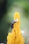 Rural beetles climbing yellow flowers