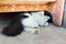 Rural black and white cat lying on the concrete floor under the chair