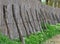 Rural cane fence