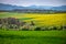 Rural Charm: Fields of Blooming Flowers in Spring. Springtime Symphony: Fields of Rapeseed and Wheat Bursting with Flowers in a