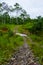 Rural cobblestone road in the middle of the amazon