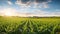 rural corn field iowa