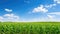 rural corn field panorama