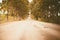 Rural country road amidst green trees