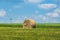 Rural countryside with a yellow straw bale, green grass