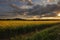 Rural counttryside landscape and golden canola