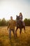 A rural couple with a horse in a natural yellow landscape on an autumn day. Young man and woman together with an animal