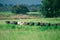 Rural cows graze on a green meadow. Rural life. Animals. agricultural country.