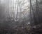 Rural Creek and Wetland in Fog II