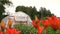 Rural dark orange lily flowers and greenhouse in country