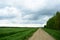 Rural dirt road along a field of plants. Deciduous forest. There are clouds