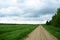 Rural dirt road along a field of plants. Deciduous forest. There are clouds