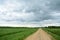 Rural dirt road along a field of plants. Water channel. Deciduous forest. There are clouds