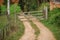 Rural dirt road, with weeds in the middle