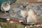 Rural domestic cats. winter large portrait on the street.