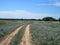 Rural dusty countryside road trough a fields with wild herbs and flowers