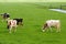 Rural Dutch polder landscape with cows & grasslands, Netherlands