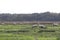 Rural English agricultural countryside landscape. Sheep grazing in field