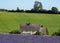 Rural English landscape with white house overlooking lavender fields on a flower farm in the Cotswolds. Green hill behind.