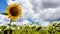 rural farm field with dry and ripe disk heads of common sunflower ready for harvest, and a late flower bloom in blue sky