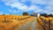 Rural farm landscape, rolling yellow meadow, under a blue sky