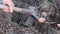 Rural farmer dig up potato with old rusty metal shovel from brown soil