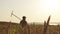 A rural farmer walks slowly through a wheat field. Morning or evening