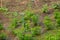 Rural Farmers Watering Vegetables from outdoor Vegetable Garden with Sprinkler Water