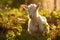 Rural farming summer goat sun animals mammal landscape domestic cute green grass baby