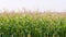 Rural field on farm land in summer day. Slowly panning.