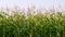 Rural field on farm land in summer day. Slowly panning.