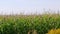 Rural field on farm land in summer day. Slowly panning.